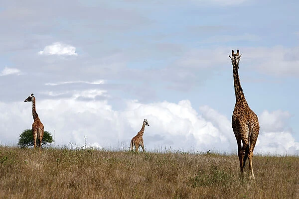 Giraffes are seen at the Nairobi National Park, near Nairobi