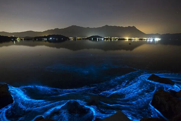 Glow-in-the-dark blue waves caused by the phenomenon known as harmful algal bloom or red