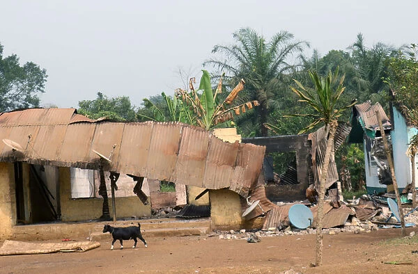 A goat walks past burned and damaged buildings in Kembong