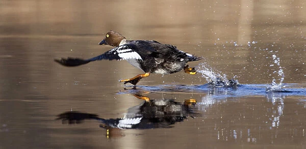 A Goldeneye runs on the surface of a river near the remote village of Sosnovy Bor