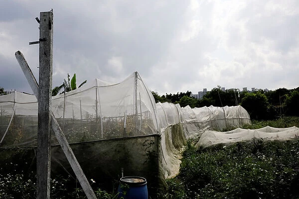 Grass grows around an abandoned vegetable farm at the New Territories in Hong Kong