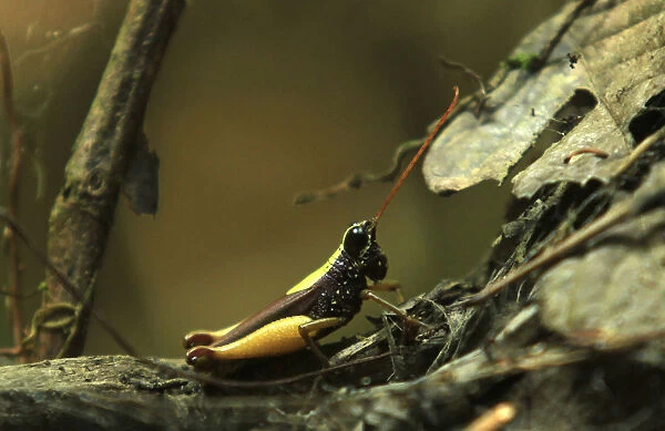 A grasshopper is seen at Perus Pacaya Samiria National Reserve in the Amazon jungle