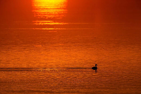 Great crested grebe swims in a lake as the sun rises near the town of Vileika