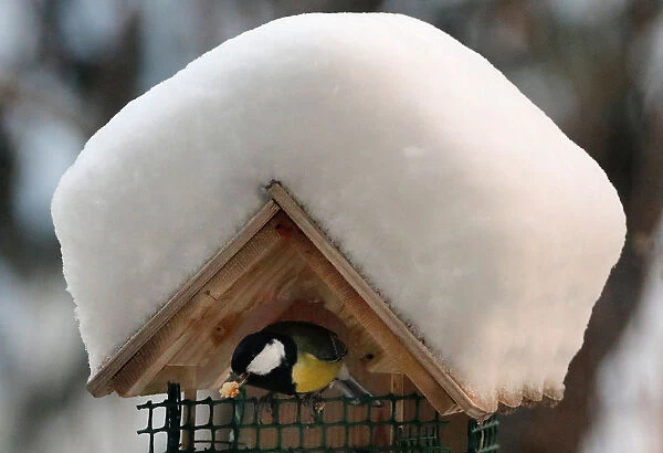 A great tit leaves a snow-covered bird feeder in Paris