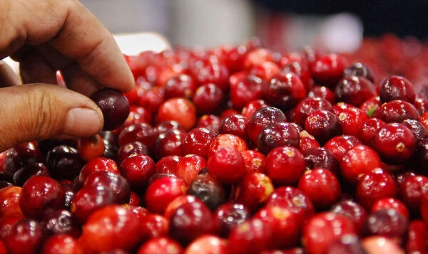 Harvested cranberries are processed at Atoka farms in Manseau, Canada