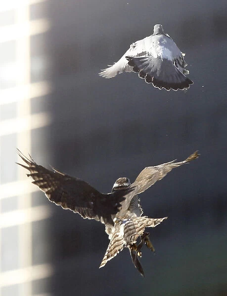 A hawk chases a pigeon during a falconry demonstration held by the Suwa falconry