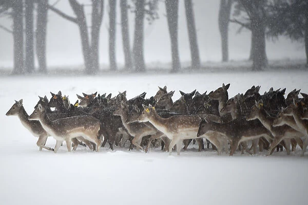 A herd of deer is seen traveling through heavy snow in woodlands in Dublin