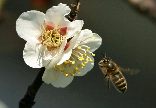 A honeybee hovers to collect nectar from blossoms of a Japanese plum tree in Tokyo