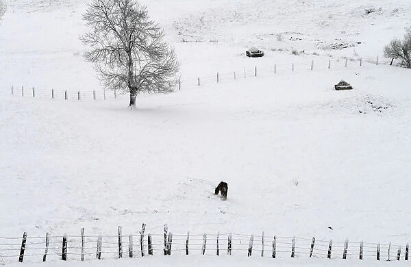 A horse looks for food in the pastures covered by the snow in Pajares