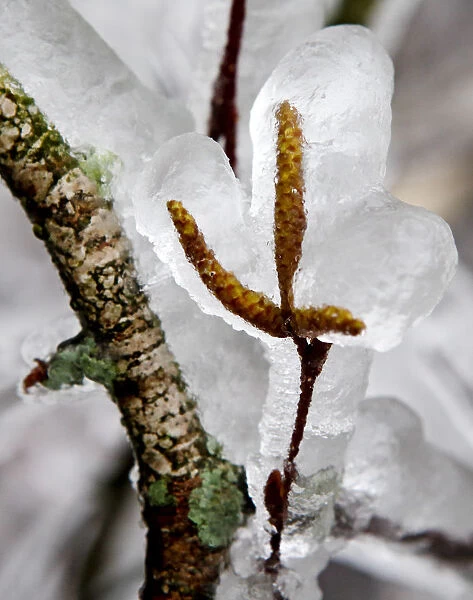 Ice covered leaves are pictured on a tress near Kottes