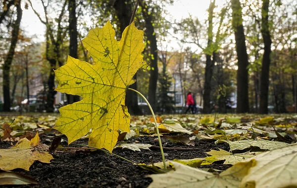 A leaf is seen as people walk across a park covered by autumn leaves in Almaty