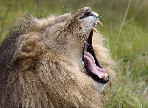 A lion yawns at the Lionsrock Big Cat Sanctuary near Bethlehem