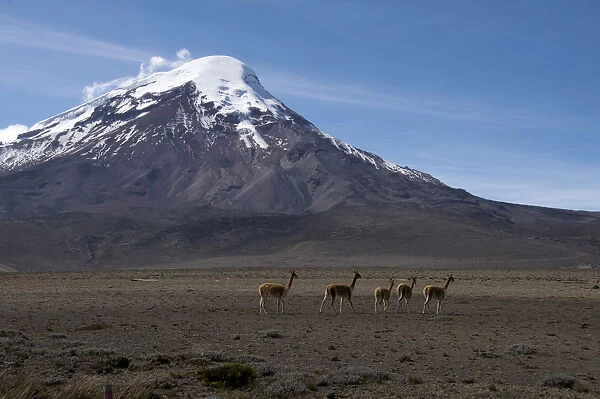 Llamas graze with Ecuadors Mount Chimborazo in the background