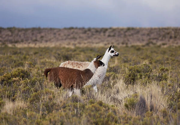 Llamas are seen at Santiago de Machaca, Bolivia, near the border with Peru