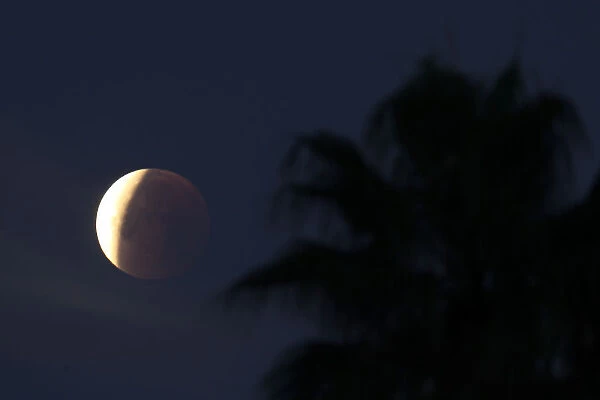 A lunar eclipse of a full Blue Moon is seen next to a palm tree in Santa Monica