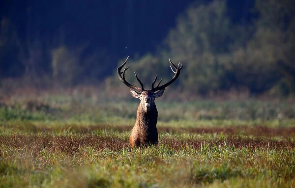 Male deer stands in a field in Republican landscape reserve Nalibotsky near the village