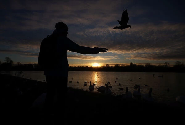 A man feeds birds at the Round Pond in Kensington Gardens during sunrise in London