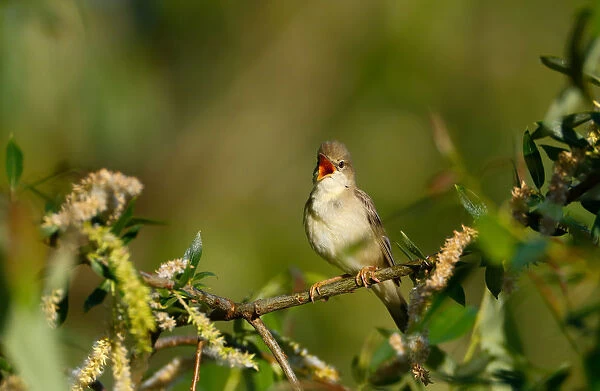 Marsh warbler sings its song in a bush near the village of Danilovichi