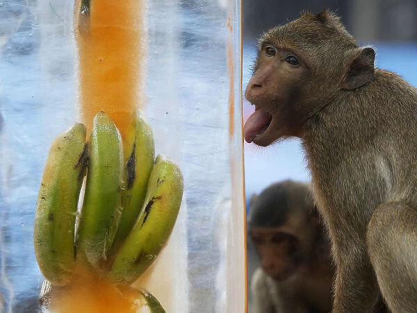 A monkey licks a block of ice with fruits encased in it during the annual Monkey Buffet