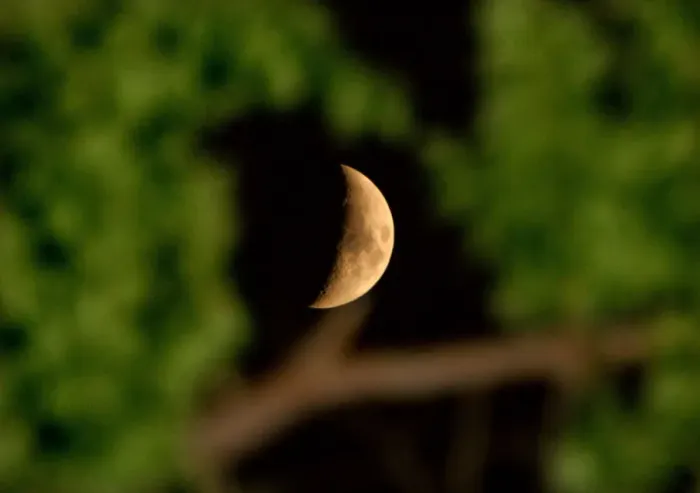 Framed Print : Print of the moon seen through tree branches in Tehran Framed Print : Print of the moon seen through tree branches in Tehran