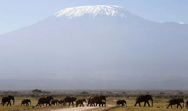 Mount Kilimanjaro in the distance, as elephants walk in Amboseli National park