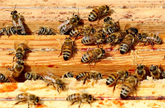 Framed Print : Bees on frames Print, May 15, 2018 Framed Print : Bees on frames Print, May 15, 2018