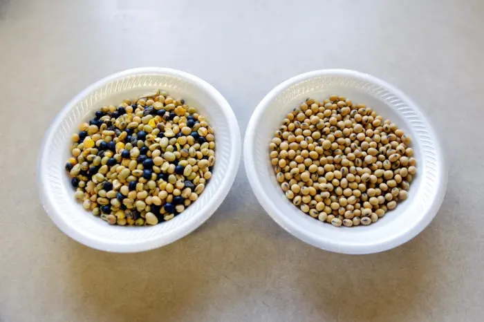 Framed Print : Soybean Comparison Print: Unprocessed and Processed Samples