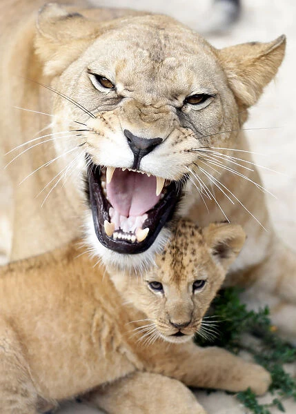 A newly born Barbary lion cub sits near its mother Khalila inside their enclosure at Dvur