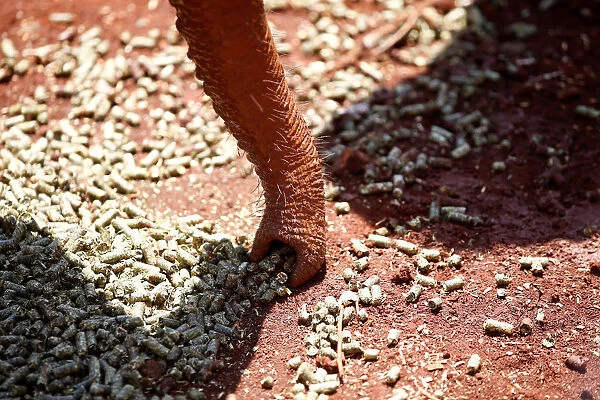An orphaned baby elephant uses its trunk to collect feed