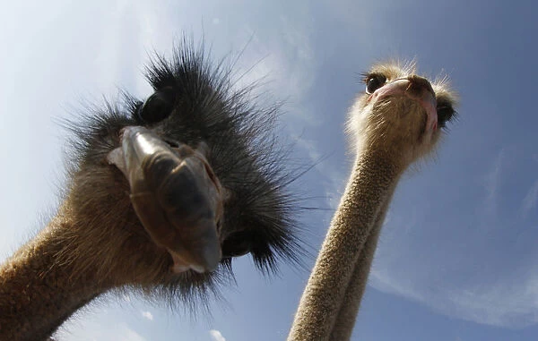 Ostriches look at the camera at Artestruz ostrich farm outside the village of Campos in