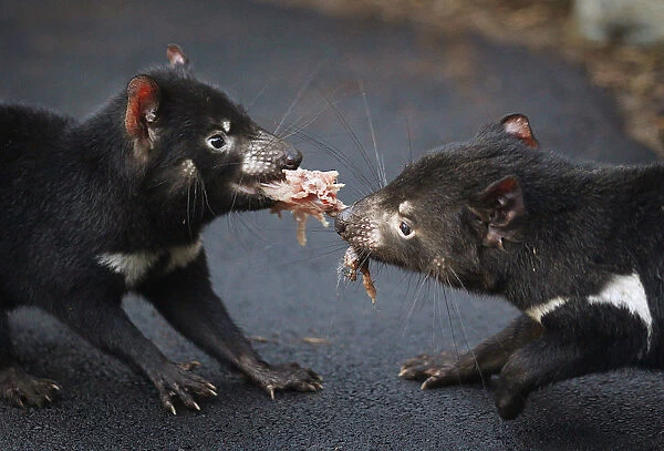 A pair of Tasmanian Devils tussles for a piece of rabbit in a new breeding centre at