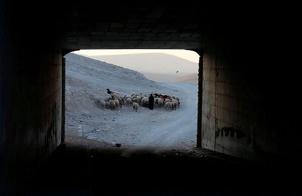 Palestinian woman herds animals in the Bedouin village of Khan al-Ahmar