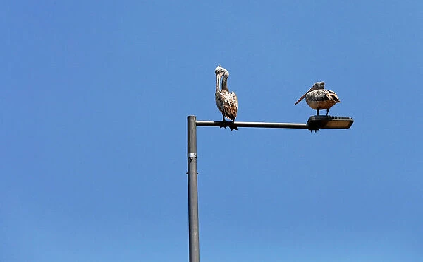 Two pelicans rest on a metal lamp post on side of a main road in Colombo