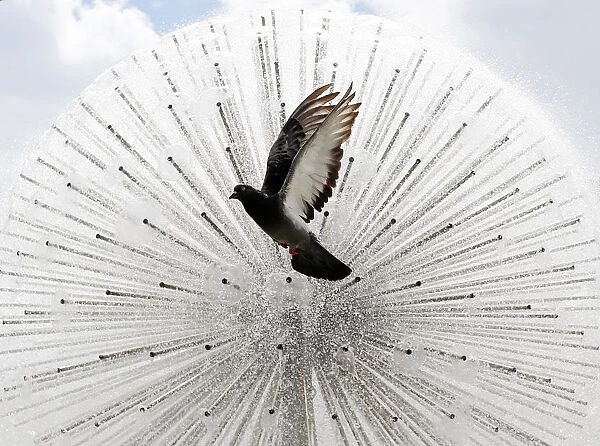 A pigeon flies in front a fountain during a sunny day in central Kiev