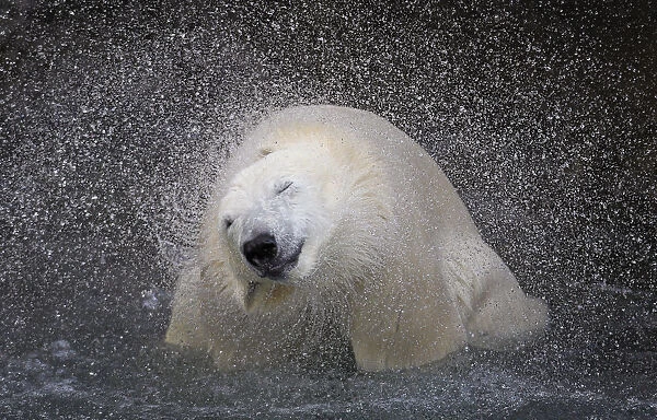A polar bear shakes off water from its body at the St-Felicien Wildlife Zoo in