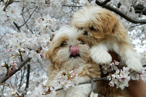 Puppies are seen holding for photo with the cherry blossom flowers blooming near the