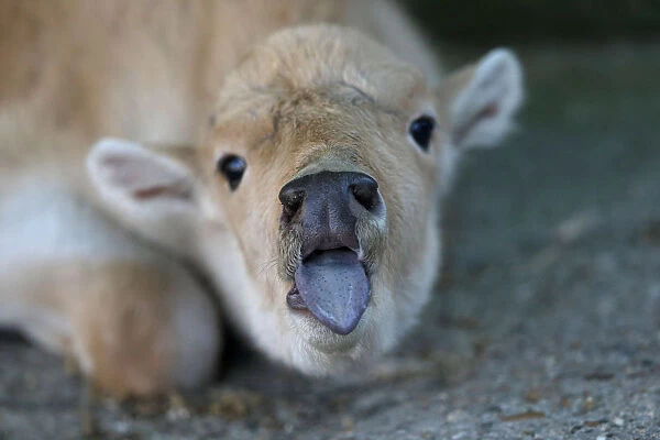 A recently born rare white bison is seen in a zoo in Belgrade