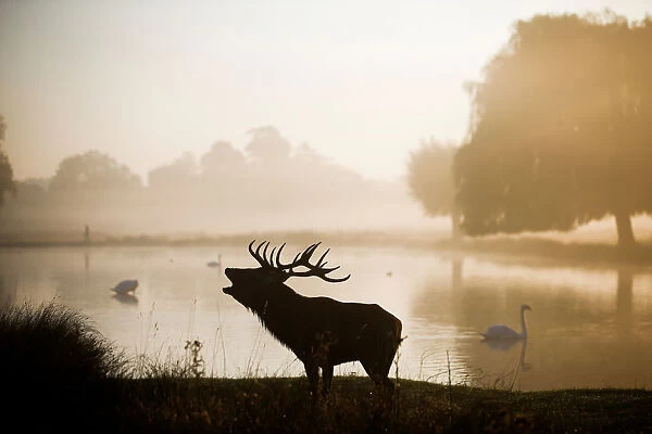 A red deer stands in the early morning mist in Bushy Park in London