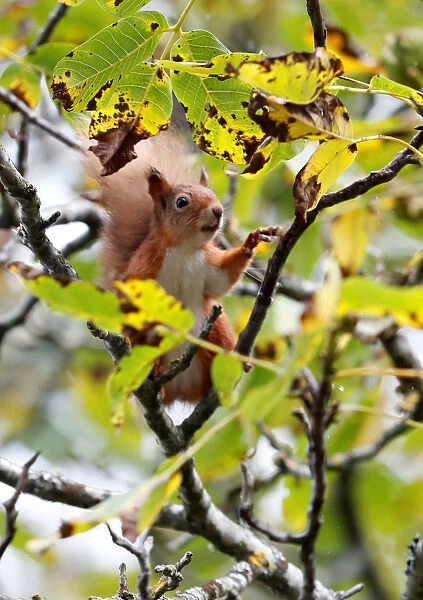 A red squirrel collects walnuts from a tree in Pitlochry, Scotland