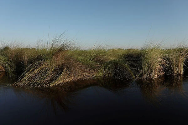 Reeds sit as waters begin to fill the Okavango Delta
