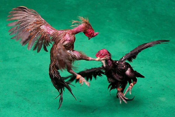 Roosters fight during a match with the highest cash reward of cockfighting in Thai