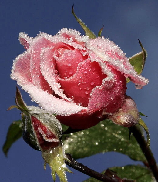 A rose stands covered with early morning frost in a garden in Austria
