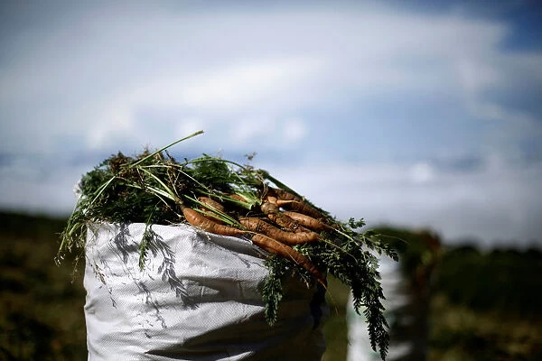 A sack filled with freshly harvested carrots is seen at a plantation in Cartago