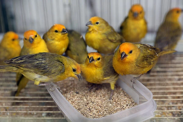 Saffron finch birds are seen at a National Forest and Wildlife Service (SERFOR) shelter