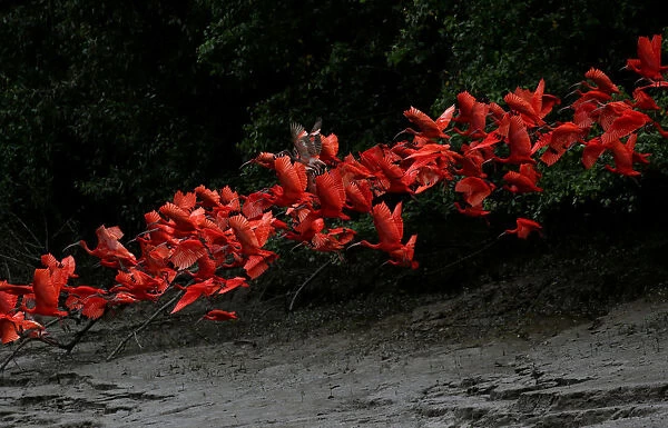 Scarlet ibis fly near the banks of a mangrove swamp, Calcoene River, Brazil