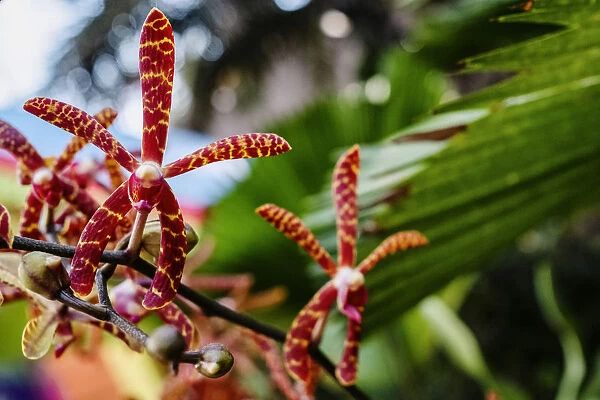 Scorpion orchids are seen during the Orchid Extravaganza 2019 floral display at Gardens