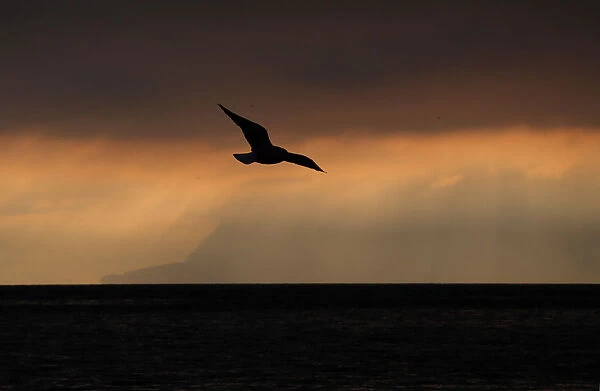 A seagull is pictured during a sunrise n a misty winter morning by the shores of Lake