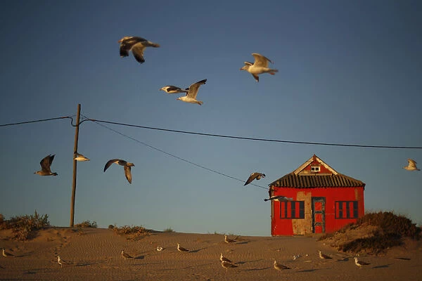 Seagulls fly near a old house at the Caparica coast in central Portugal