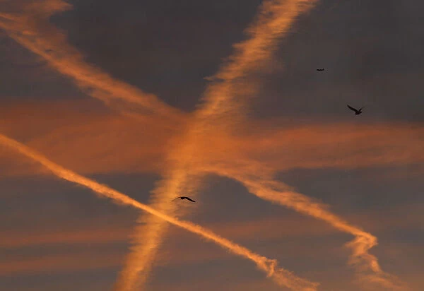 Seagulls fly past aircraft contrails light up by the dawn light over London