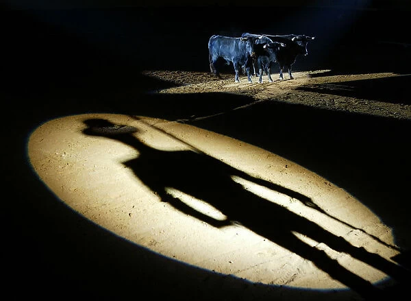THE SHADOW OF ANDALUSIAN HORSEMAN BULLFIGHTER IS REFLECTED IN THE BULLRING NEXT TO BULLS DURING